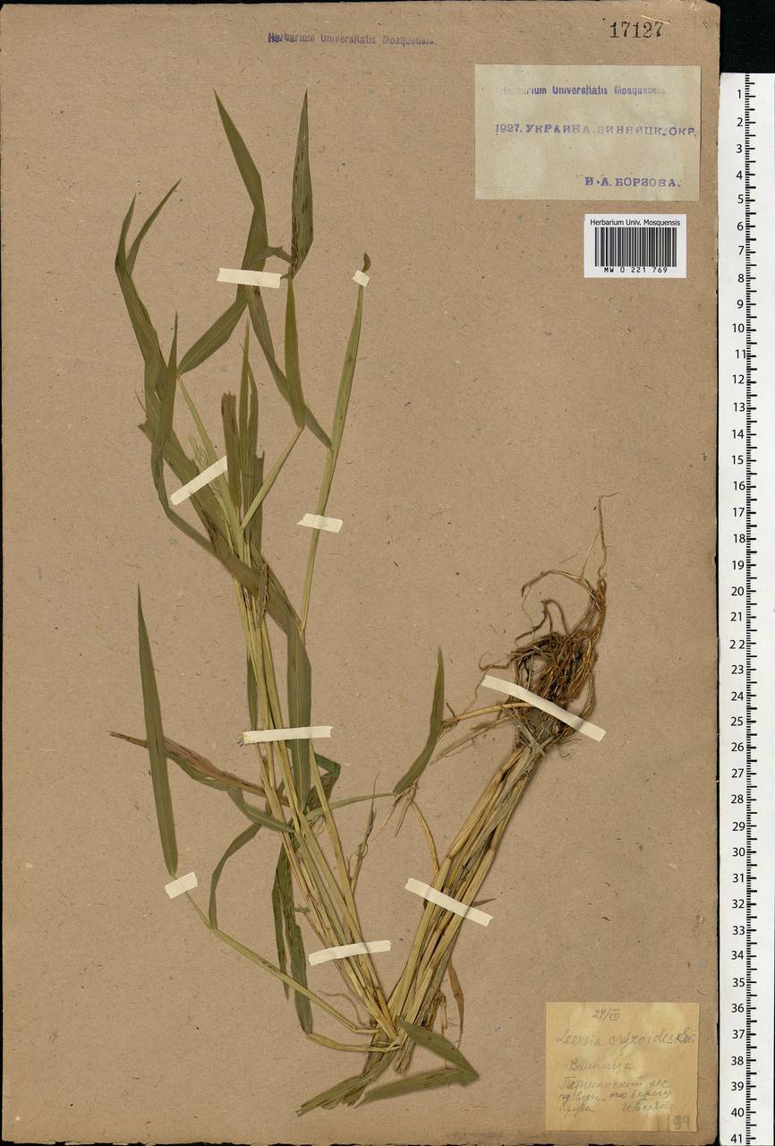 Leersia oryzoides (L.) Sw., Eastern Europe, South Ukrainian region (E12) (Ukraine)