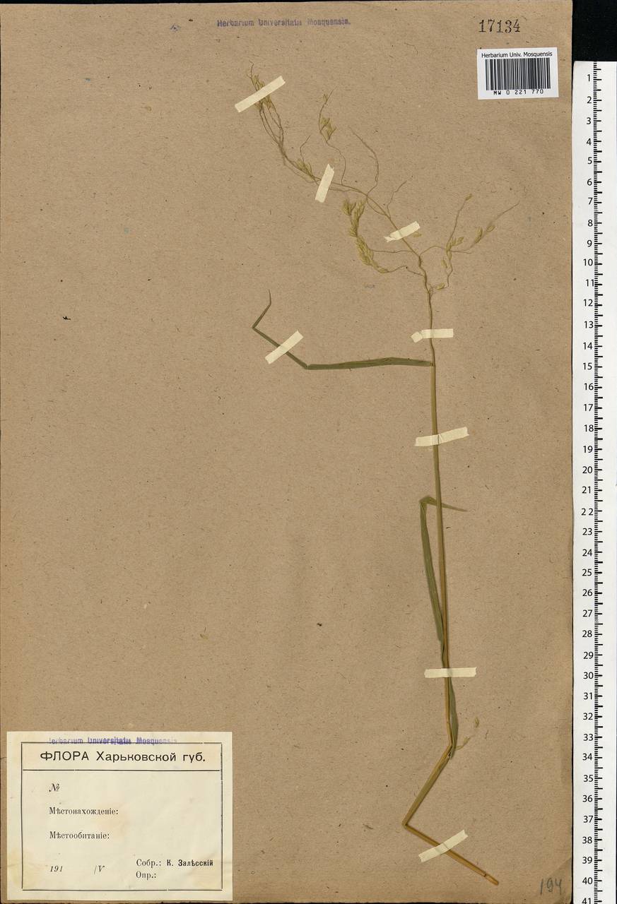 Leersia oryzoides (L.) Sw., Eastern Europe, North Ukrainian region (E11) (Ukraine)