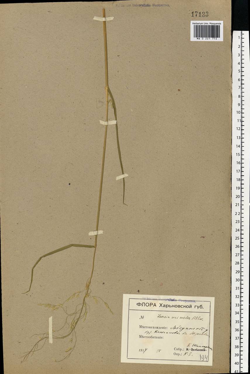 Leersia oryzoides (L.) Sw., Eastern Europe, North Ukrainian region (E11) (Ukraine)