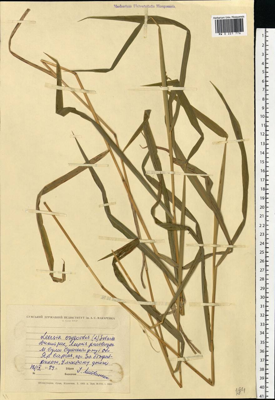 Leersia oryzoides (L.) Sw., Eastern Europe, North Ukrainian region (E11) (Ukraine)