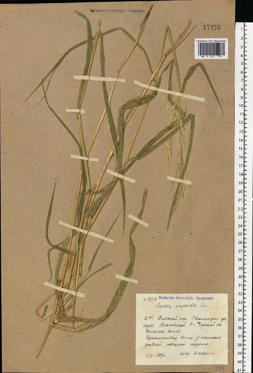 Leersia oryzoides (L.) Sw., Eastern Europe, Lower Volga region (E9) (Russia)