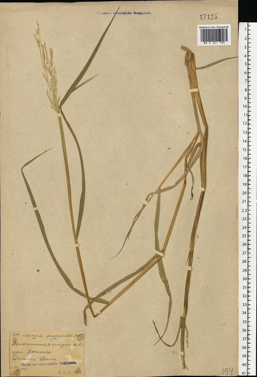 Leersia oryzoides (L.) Sw., Eastern Europe, Rostov Oblast (E12a) (Russia)