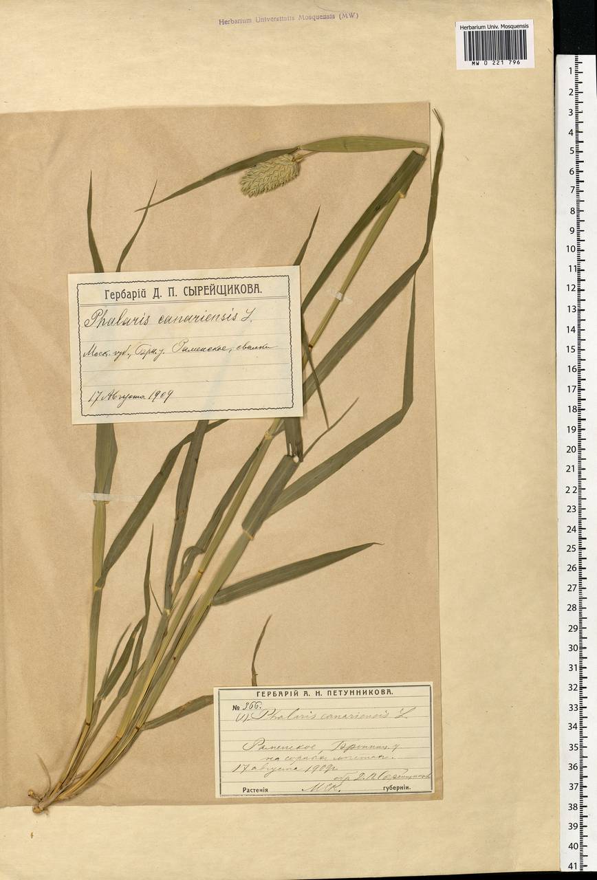 Phalaris canariensis L., Eastern Europe, Moscow region (E4a) (Russia)