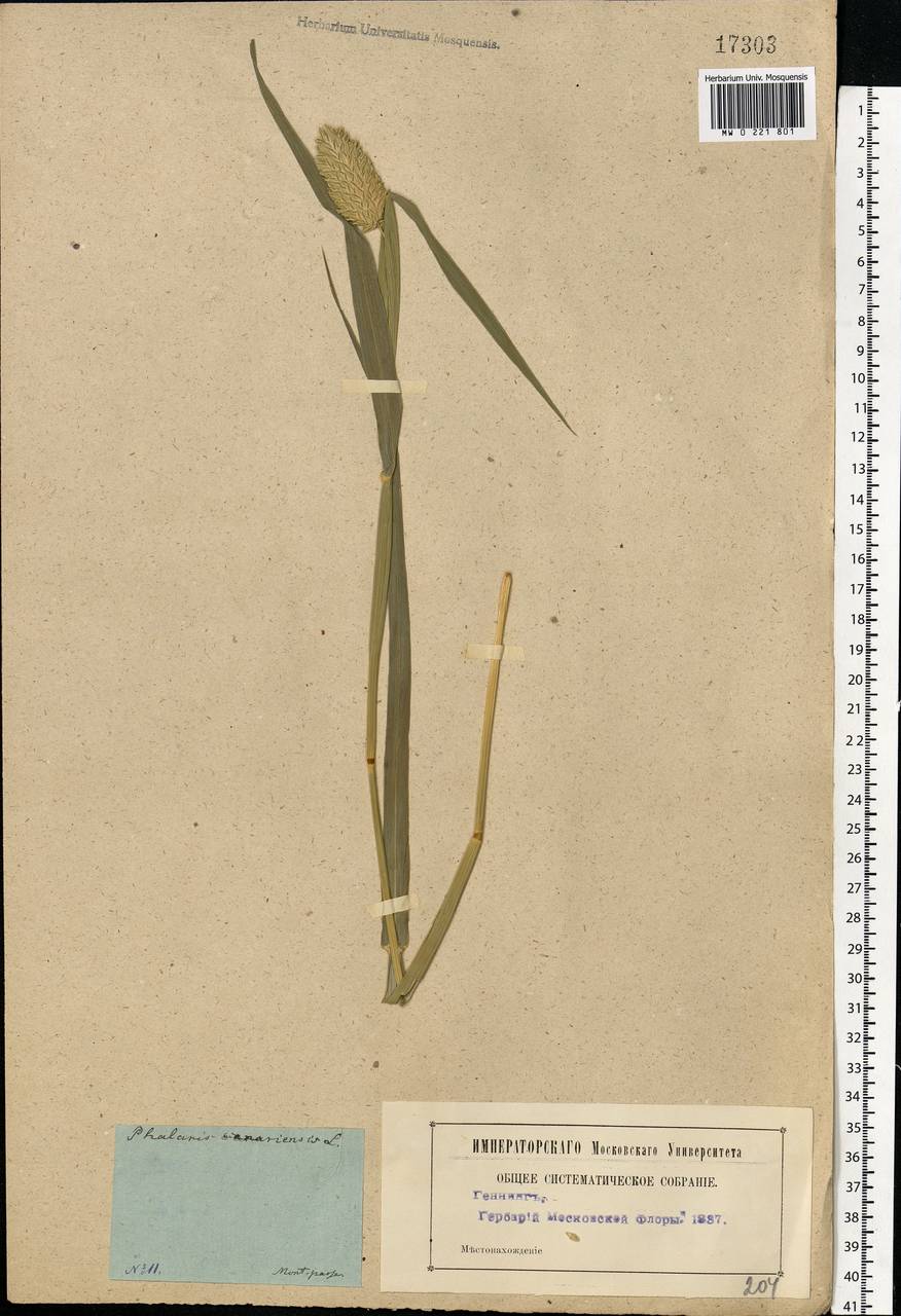 Phalaris canariensis L., Eastern Europe, Moscow region (E4a) (Russia)