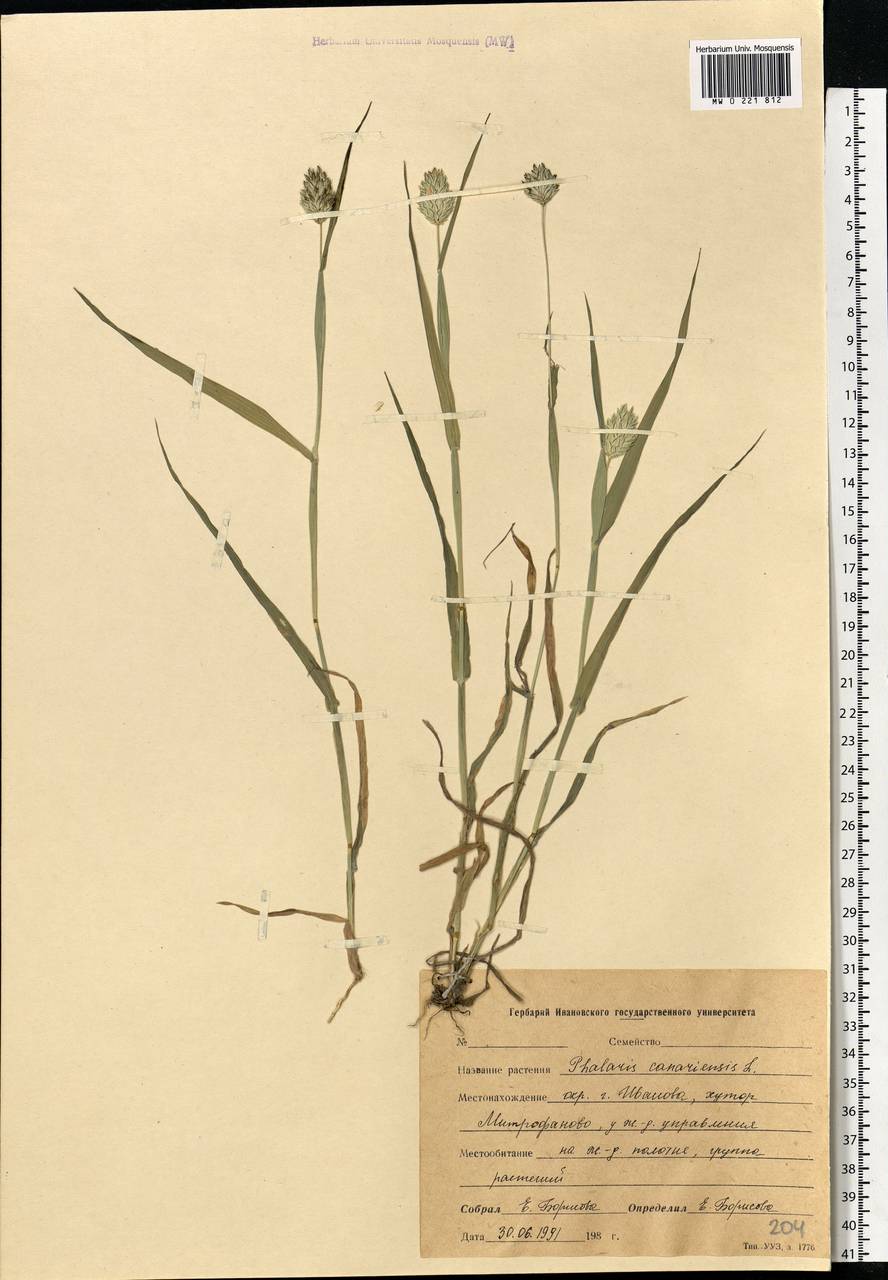Phalaris canariensis L., Eastern Europe, Central forest region (E5) (Russia)
