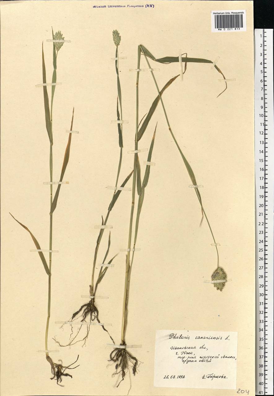 Phalaris canariensis L., Eastern Europe, Central forest region (E5) (Russia)