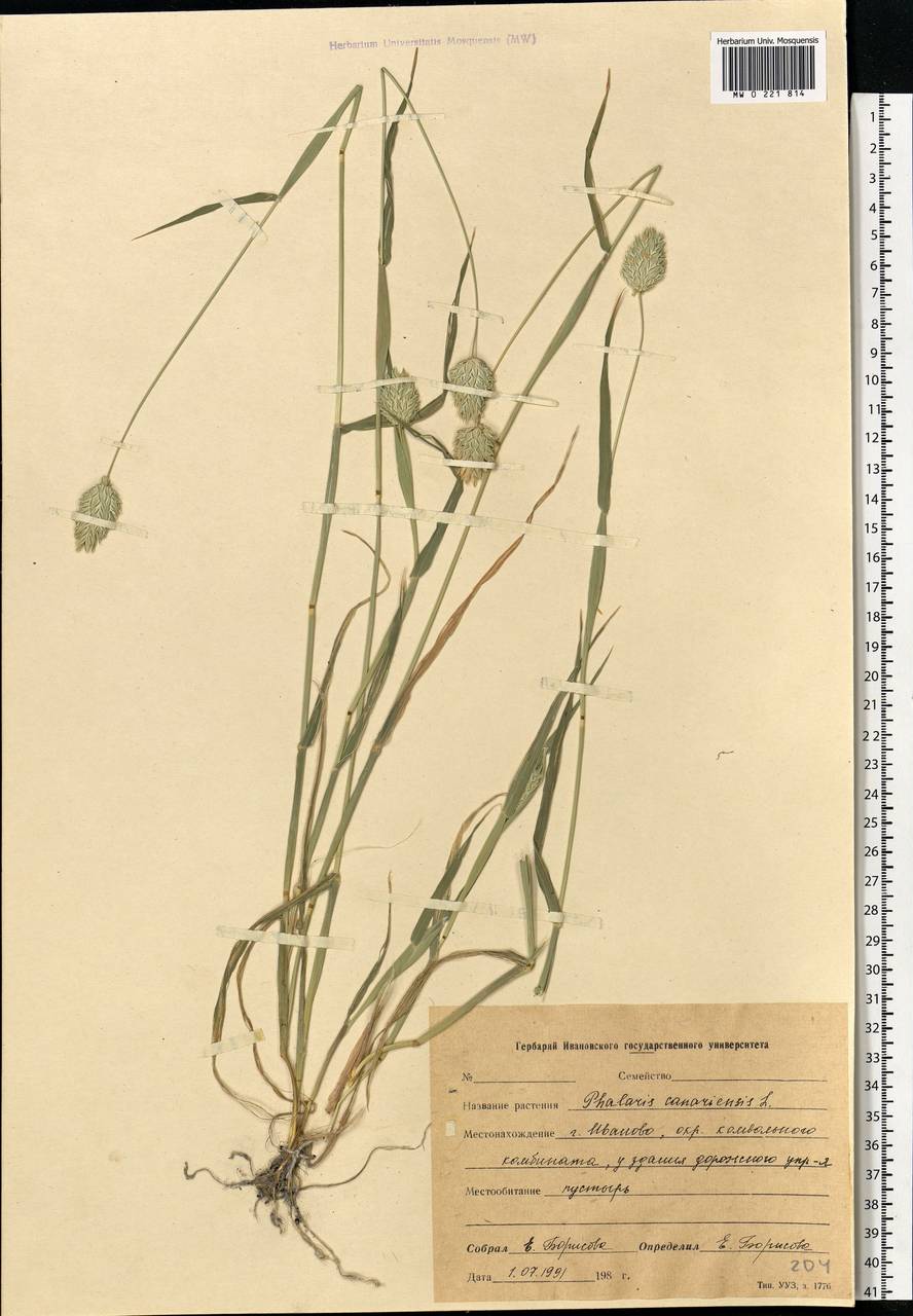 Phalaris canariensis L., Eastern Europe, Central forest region (E5) (Russia)