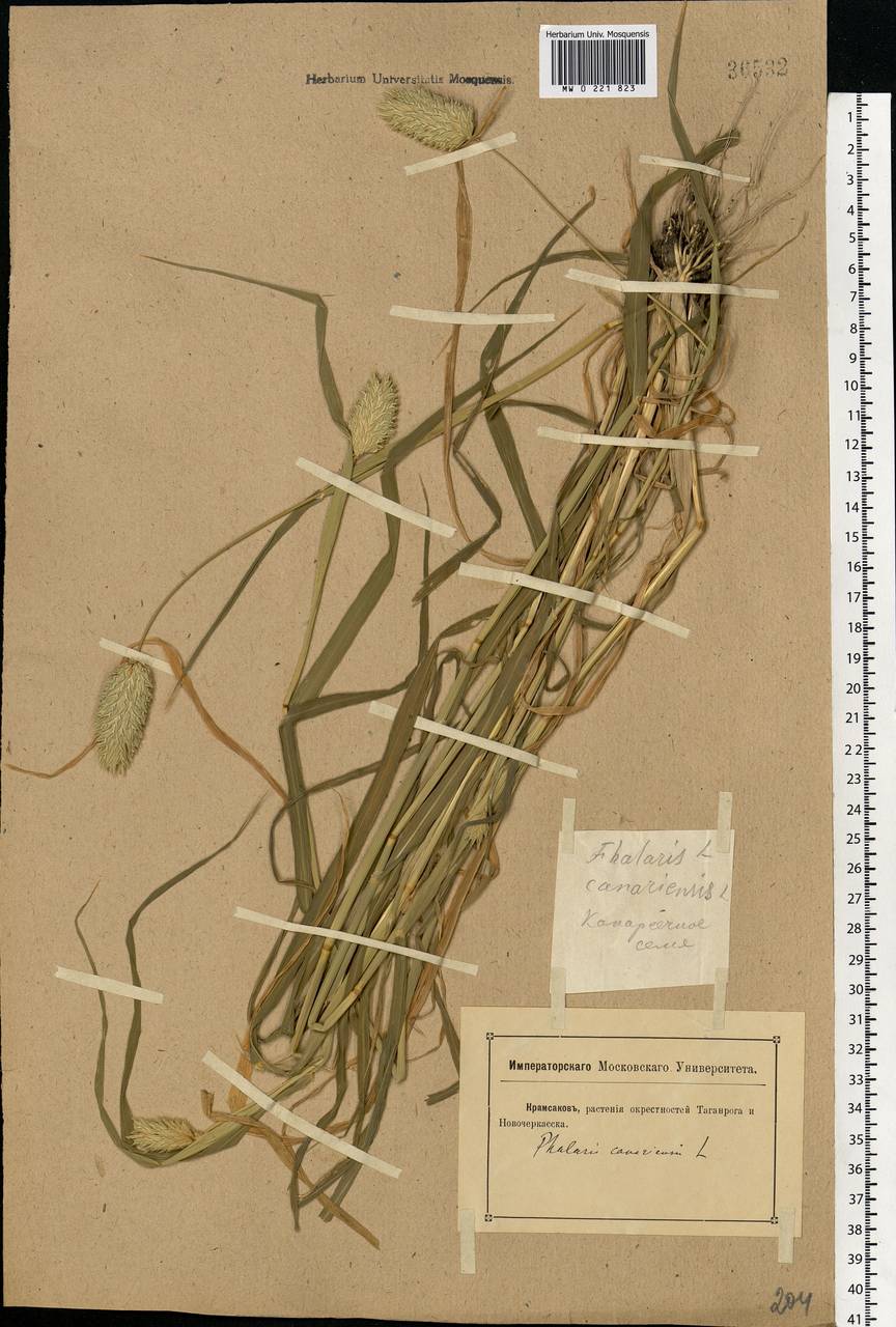 Phalaris canariensis L., Eastern Europe, Rostov Oblast (E12a) (Russia)