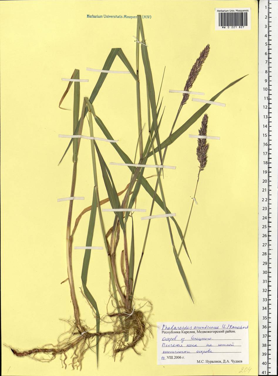 Phalaris arundinacea L., Eastern Europe, Northern region (E1) (Russia)