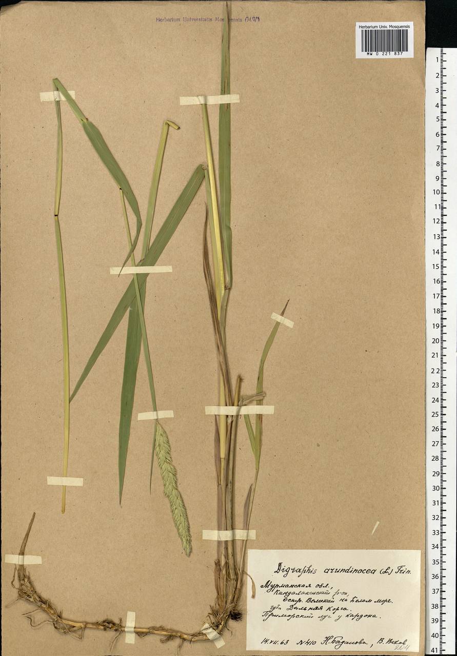 Phalaris arundinacea L., Eastern Europe, Northern region (E1) (Russia)