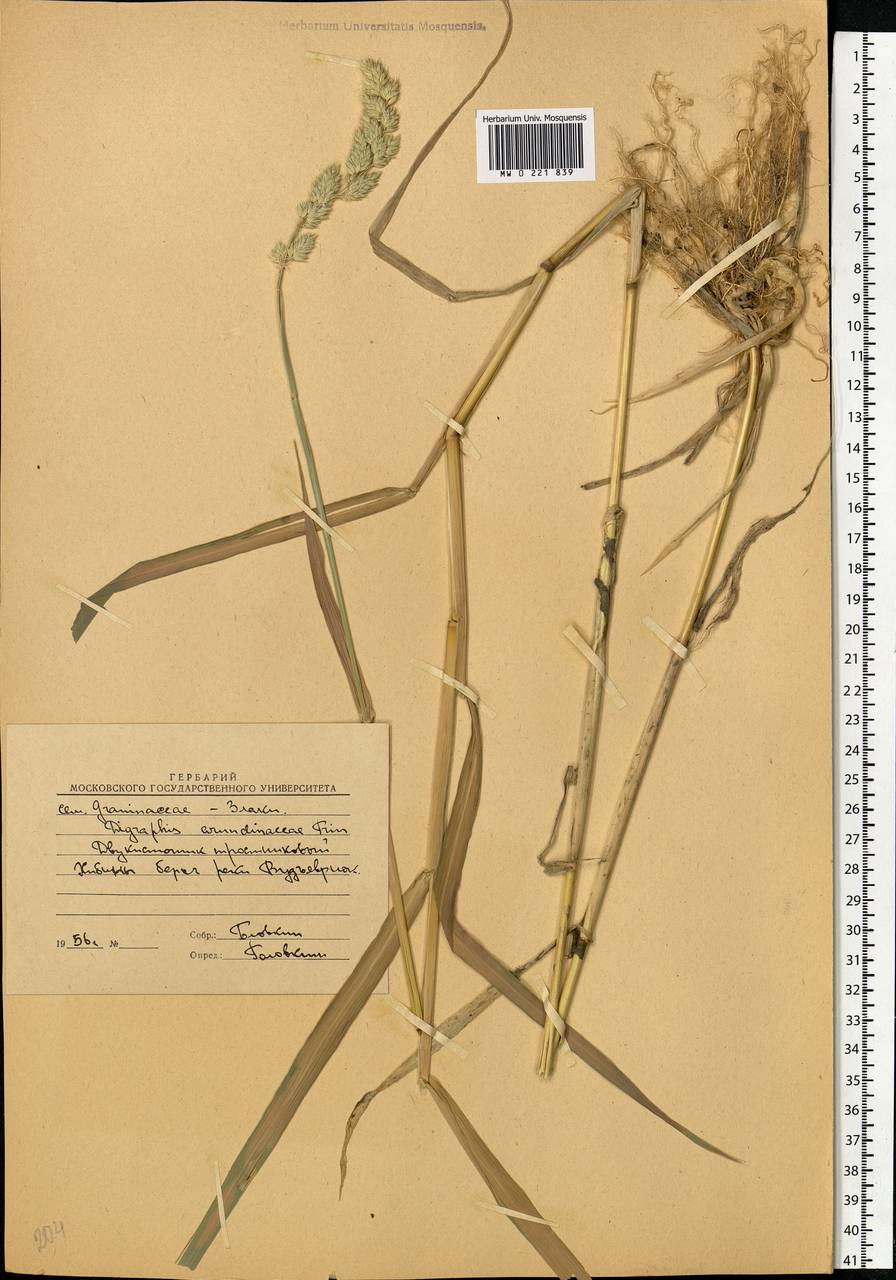 Phalaris arundinacea L., Eastern Europe, Northern region (E1) (Russia)