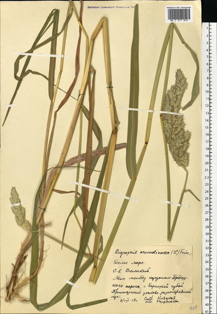 Phalaris arundinacea L., Eastern Europe, Northern region (E1) (Russia)