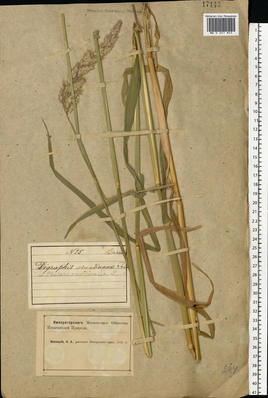 Phalaris arundinacea L., Eastern Europe, Northern region (E1) (Russia)