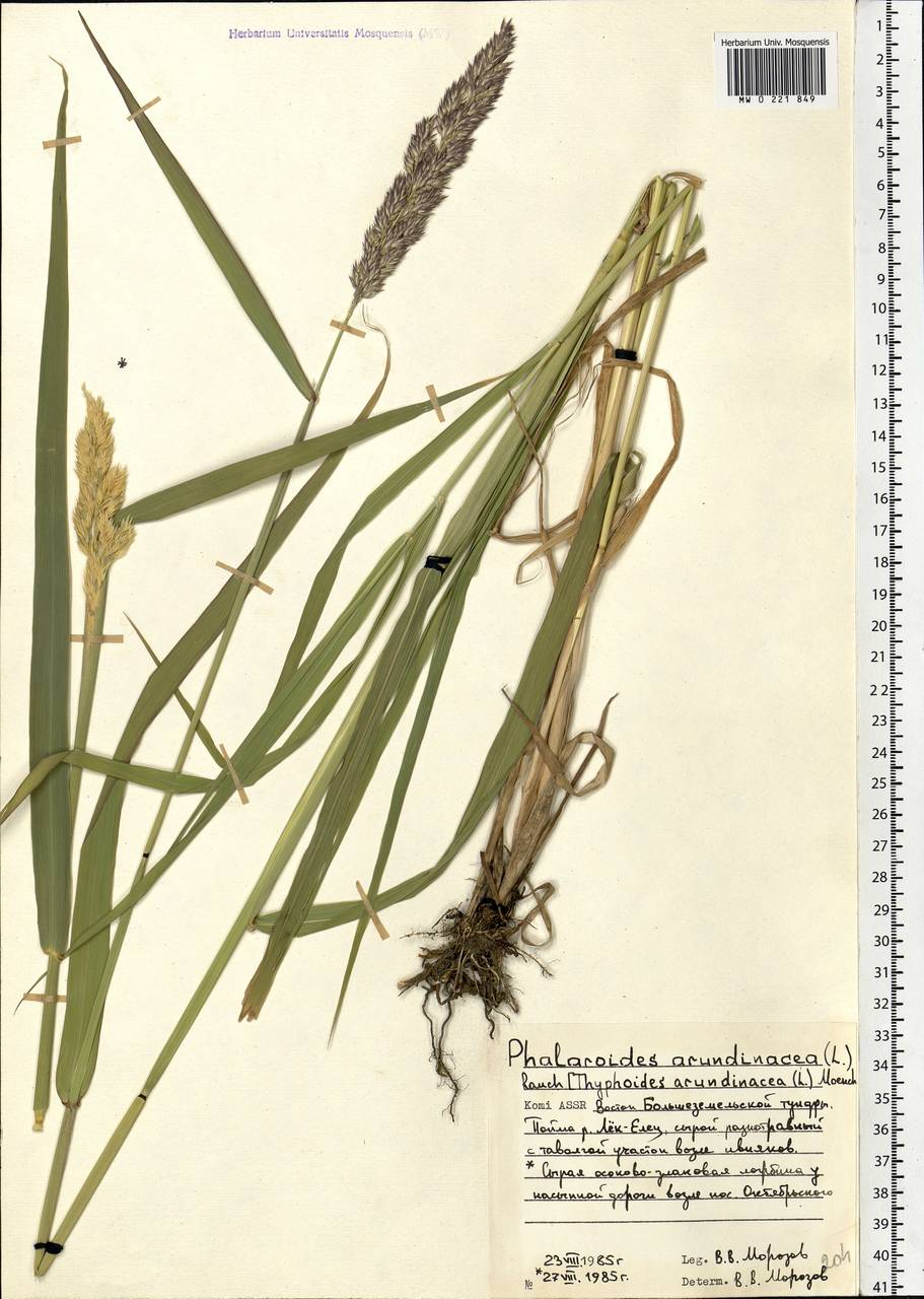 Phalaris arundinacea L., Eastern Europe, Northern region (E1) (Russia)