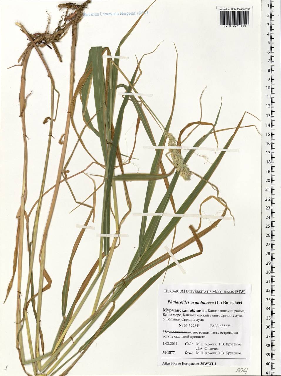 Phalaris arundinacea L., Eastern Europe, Northern region (E1) (Russia)