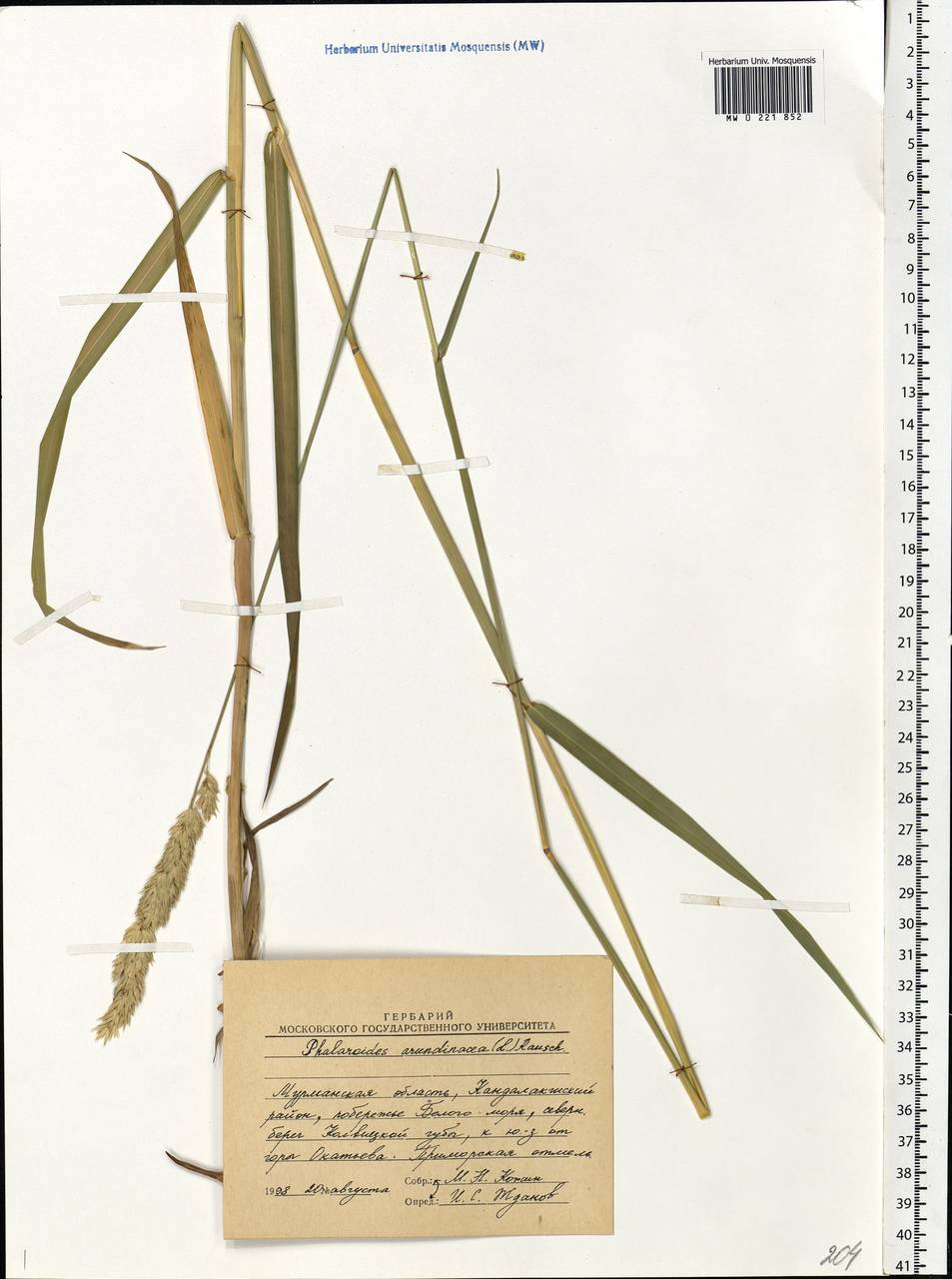 Phalaris arundinacea L., Eastern Europe, Northern region (E1) (Russia)