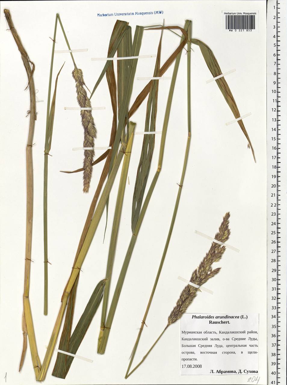 Phalaris arundinacea L., Eastern Europe, Northern region (E1) (Russia)