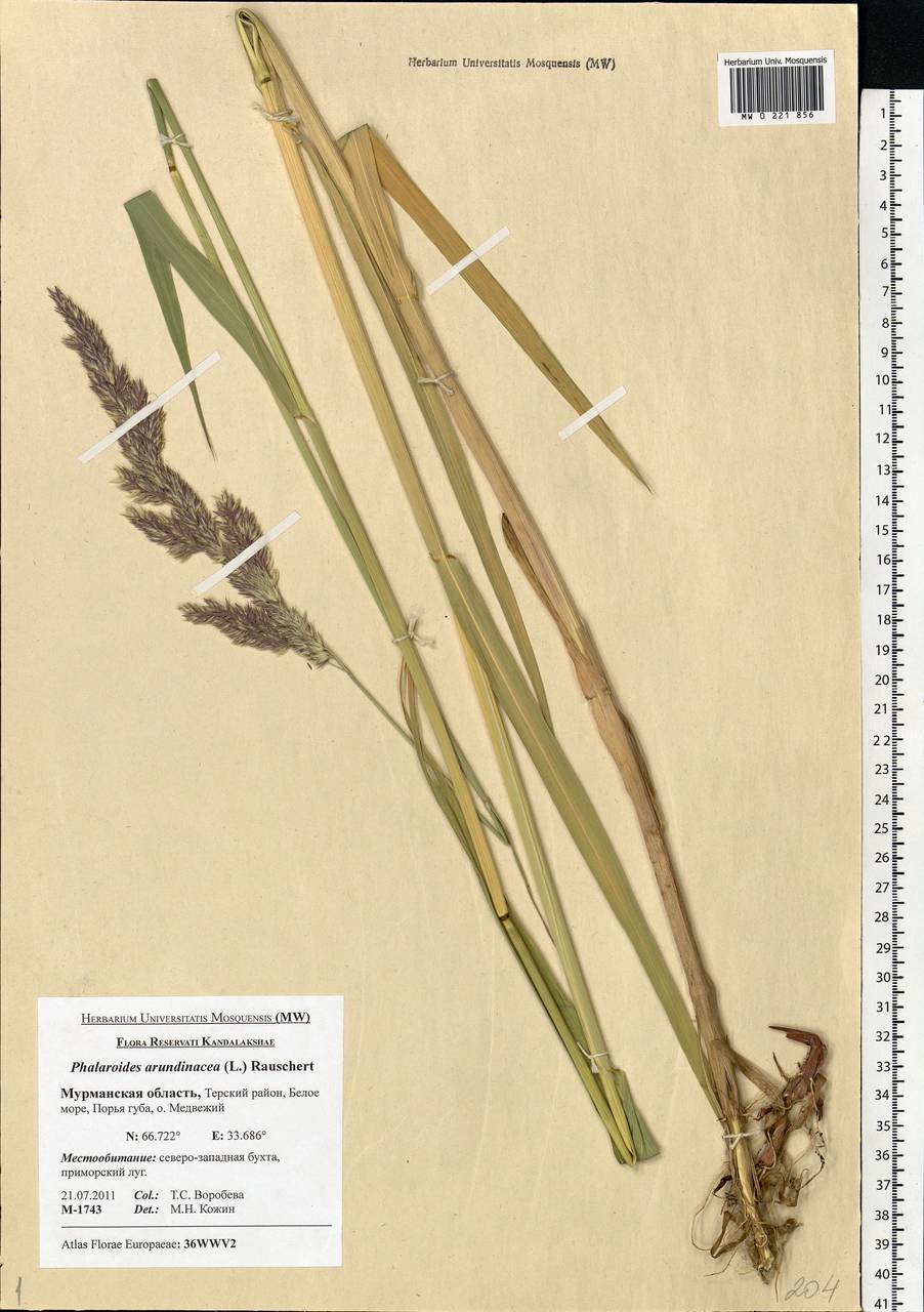 Phalaris arundinacea L., Eastern Europe, Northern region (E1) (Russia)