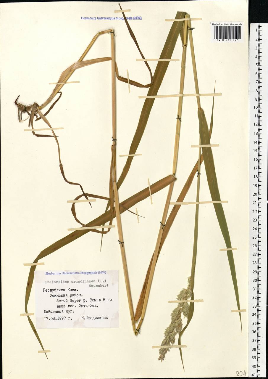 Phalaris arundinacea L., Eastern Europe, Northern region (E1) (Russia)