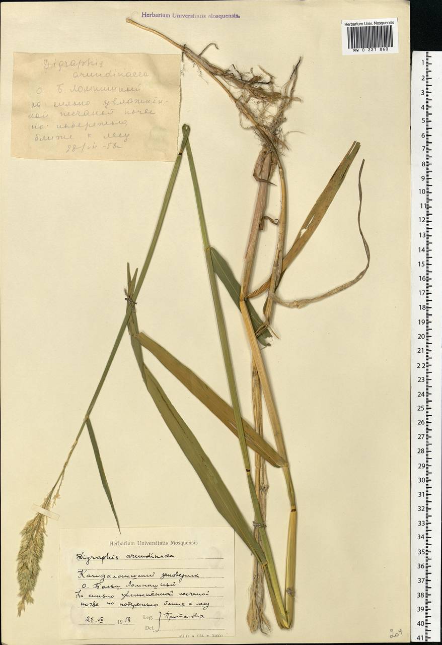 Phalaris arundinacea L., Eastern Europe, Northern region (E1) (Russia)