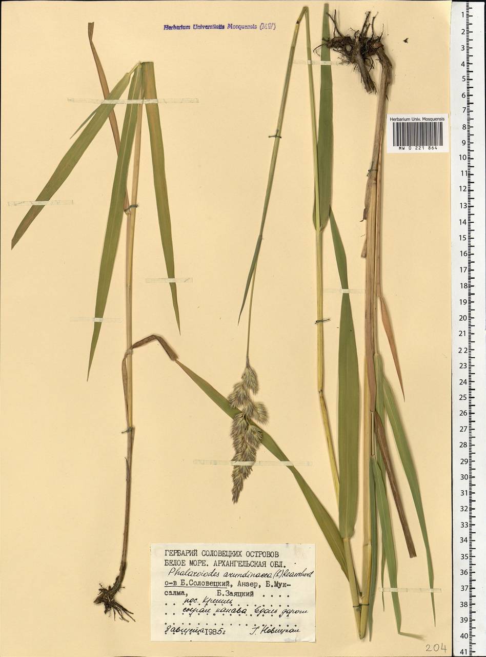Phalaris arundinacea L., Eastern Europe, Northern region (E1) (Russia)