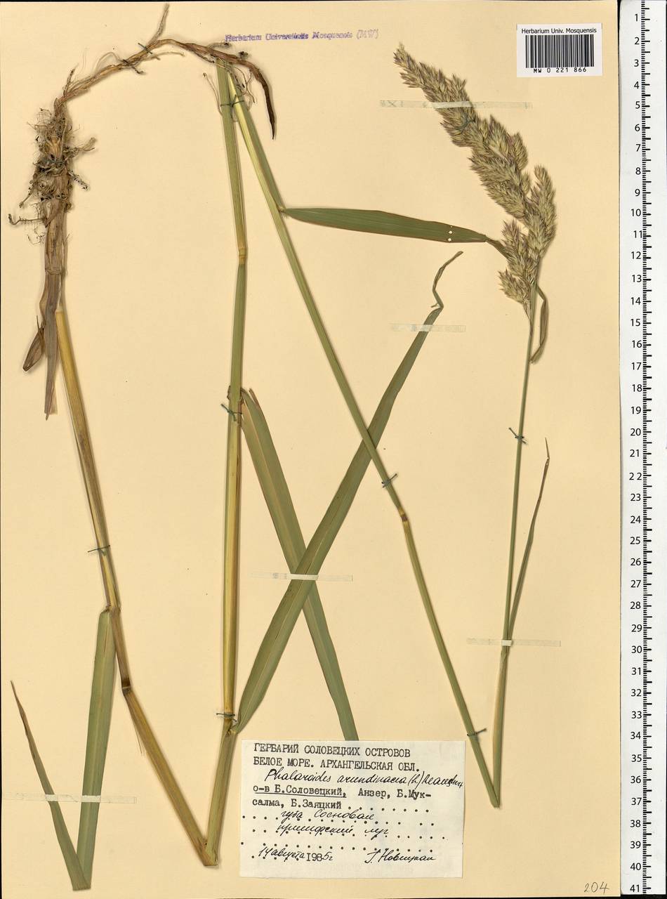 Phalaris arundinacea L., Eastern Europe, Northern region (E1) (Russia)