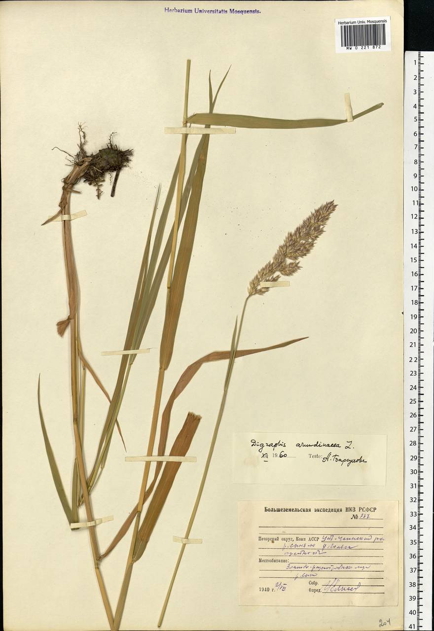 Phalaris arundinacea L., Eastern Europe, Northern region (E1) (Russia)