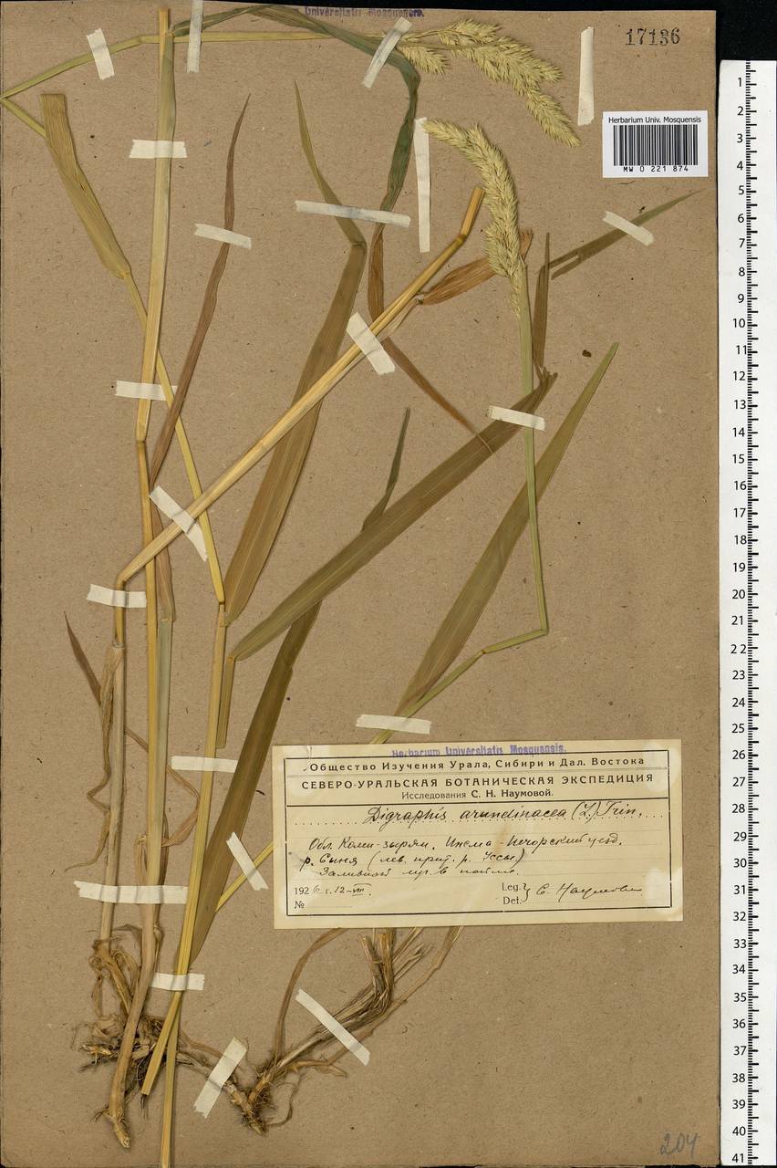 Phalaris arundinacea L., Eastern Europe, Northern region (E1) (Russia)