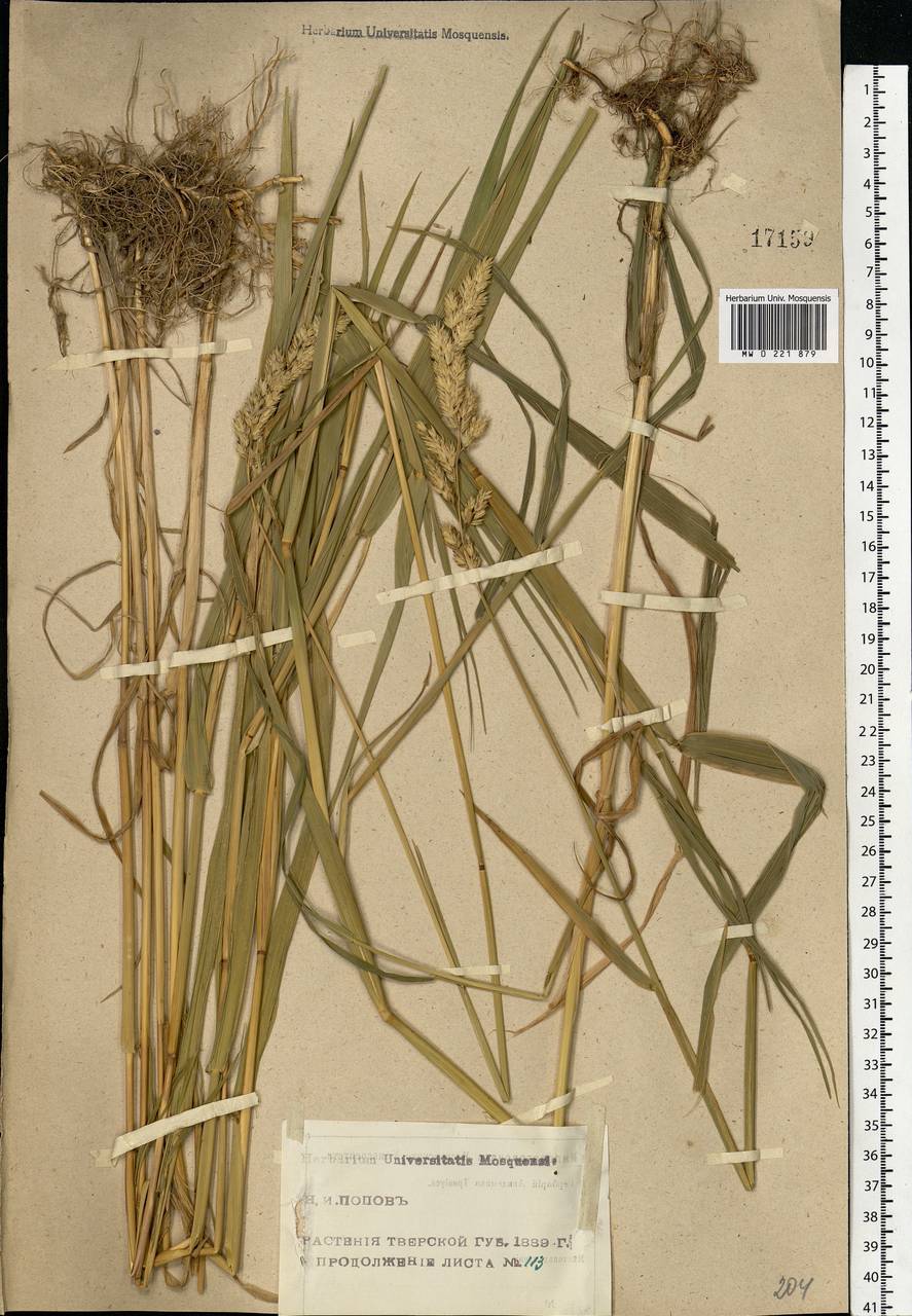 Phalaris arundinacea L., Eastern Europe, North-Western region (E2) (Russia)