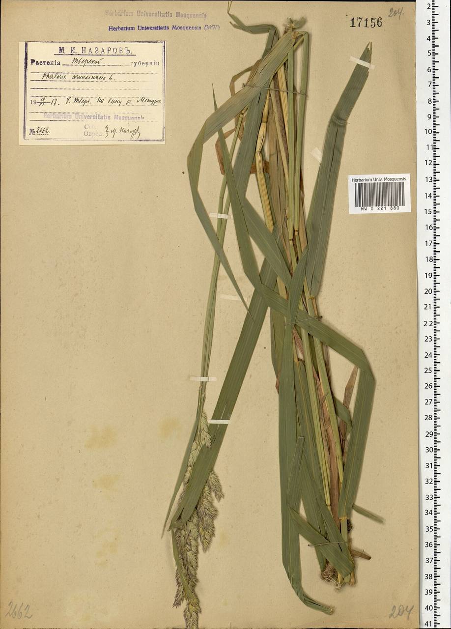 Phalaris arundinacea L., Eastern Europe, North-Western region (E2) (Russia)
