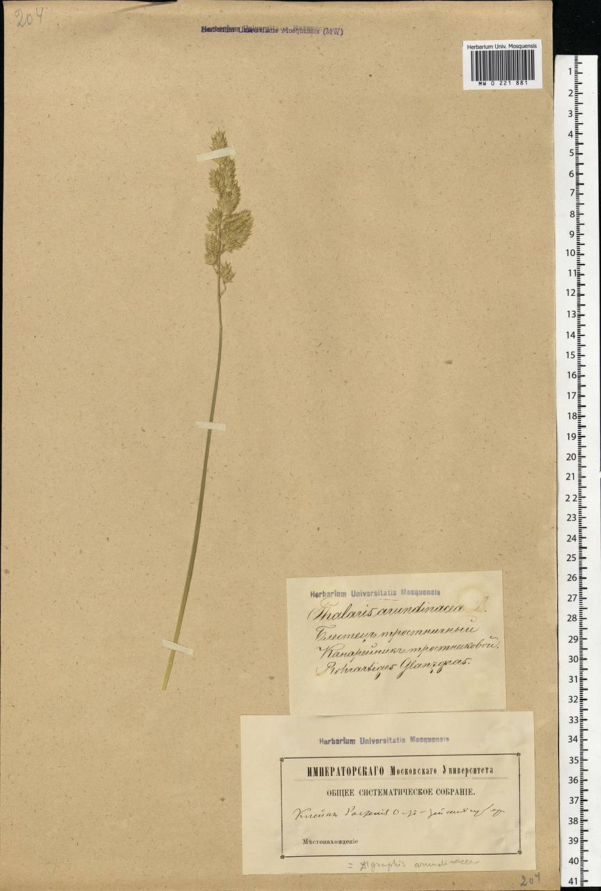 Phalaris arundinacea L., Eastern Europe, Latvia (E2b) (Latvia)