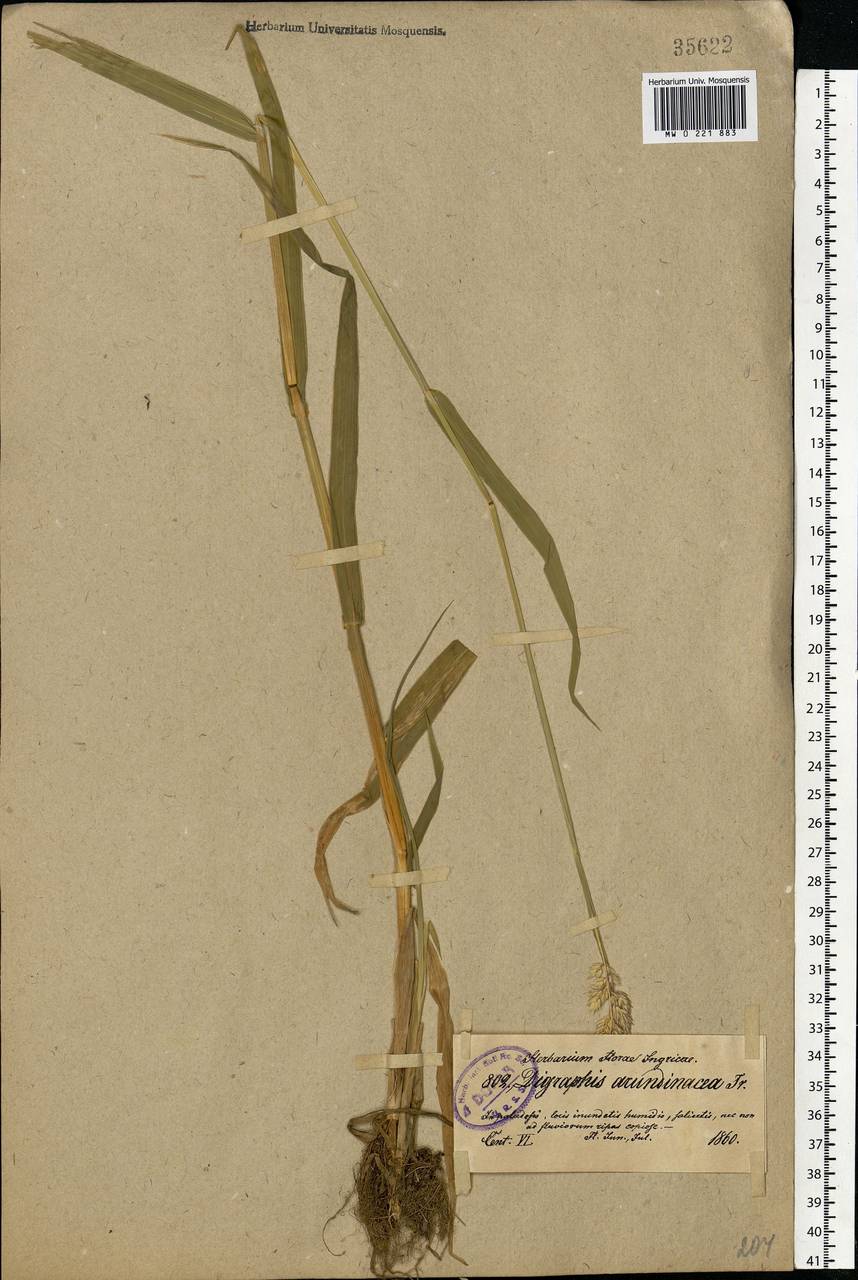 Phalaris arundinacea L., Eastern Europe, North-Western region (E2) (Russia)