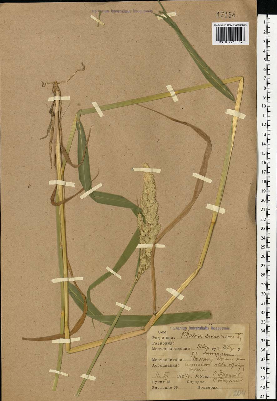 Phalaris arundinacea L., Eastern Europe, North-Western region (E2) (Russia)