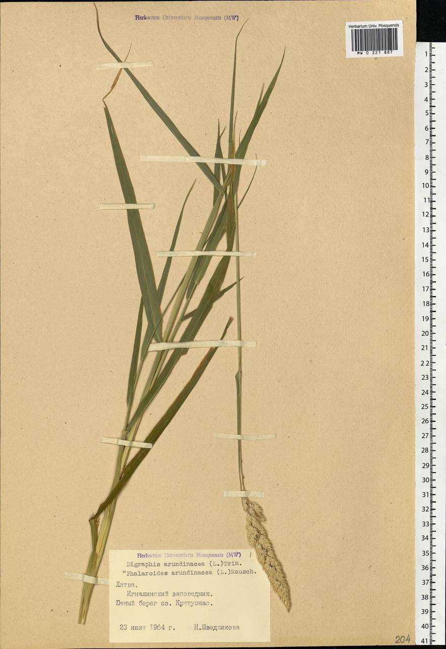 Phalaris arundinacea L., Eastern Europe, Lithuania (E2a) (Lithuania)
