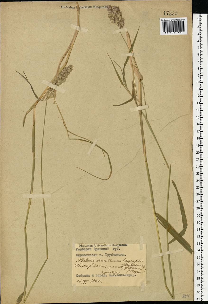 Phalaris arundinacea L., Eastern Europe, Western region (E3) (Russia)