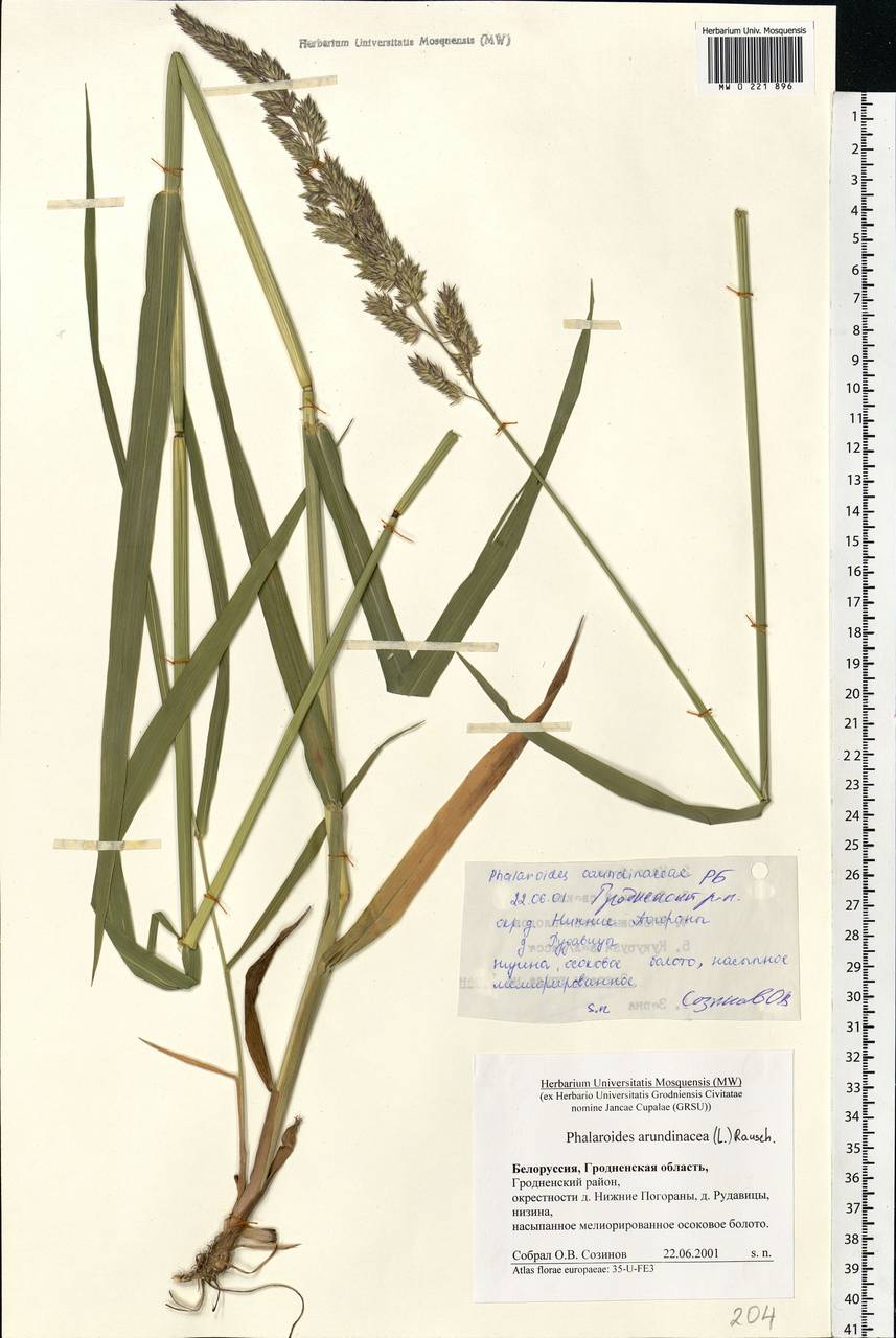 Phalaris arundinacea L., Eastern Europe, Belarus (E3a) (Belarus)