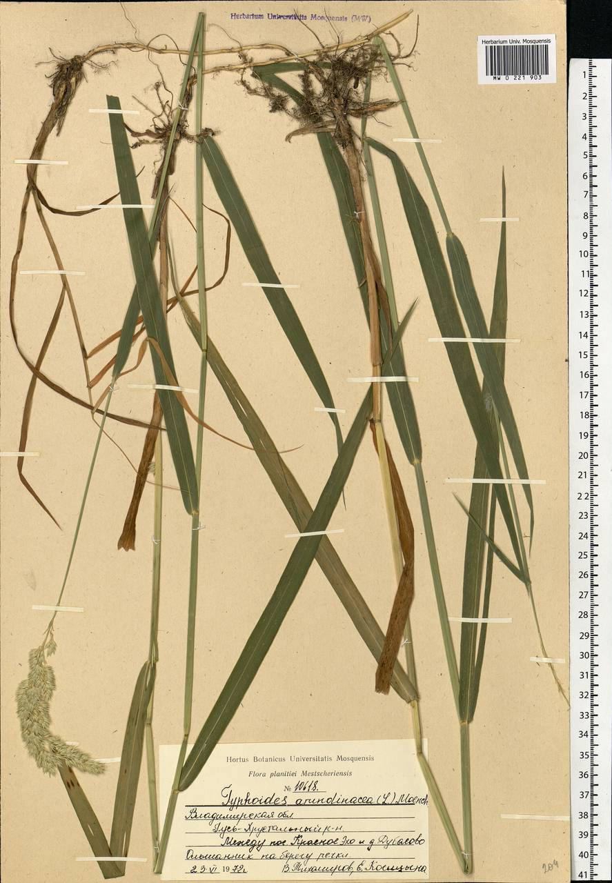 Phalaris arundinacea L., Eastern Europe, Central region (E4) (Russia)