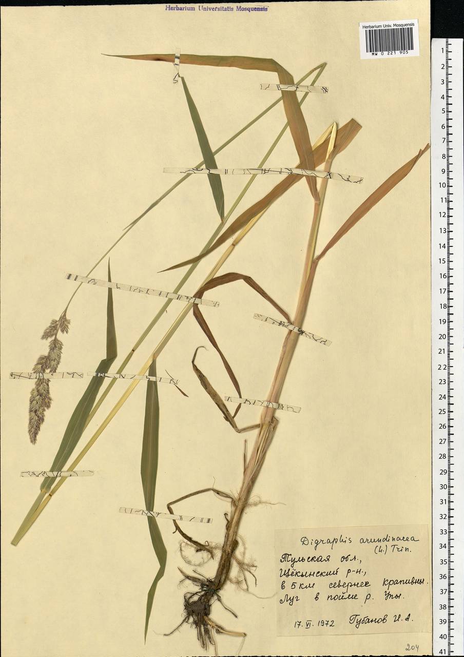Phalaris arundinacea L., Eastern Europe, Central region (E4) (Russia)