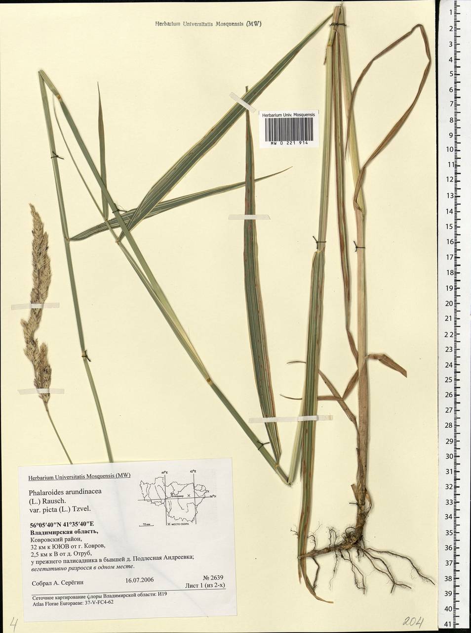 Phalaris arundinacea L., Eastern Europe, Central region (E4) (Russia)