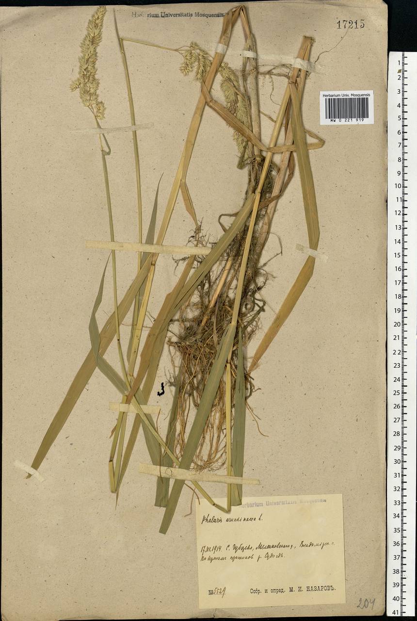 Phalaris arundinacea L., Eastern Europe, Central region (E4) (Russia)