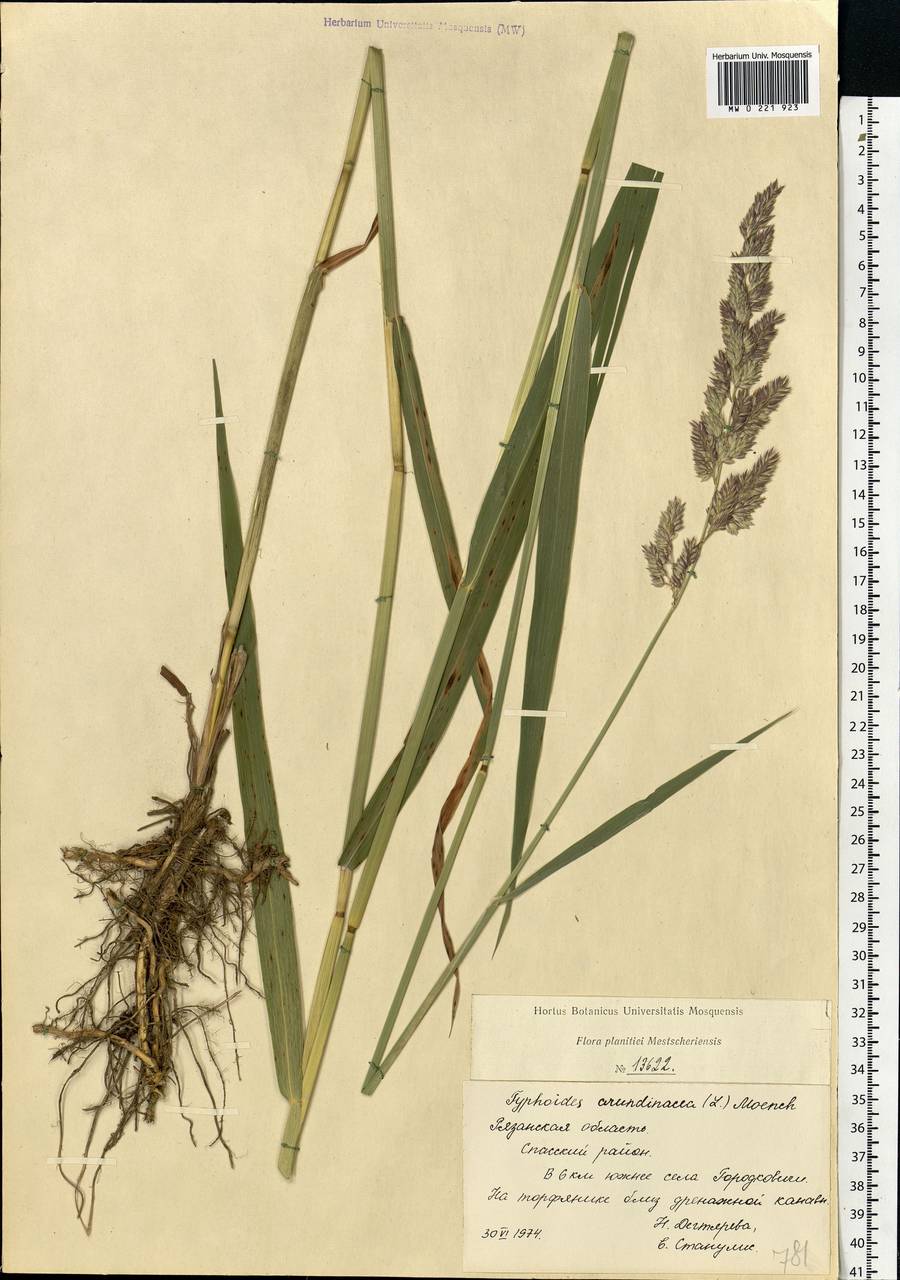 Phalaris arundinacea L., Eastern Europe, Central region (E4) (Russia)