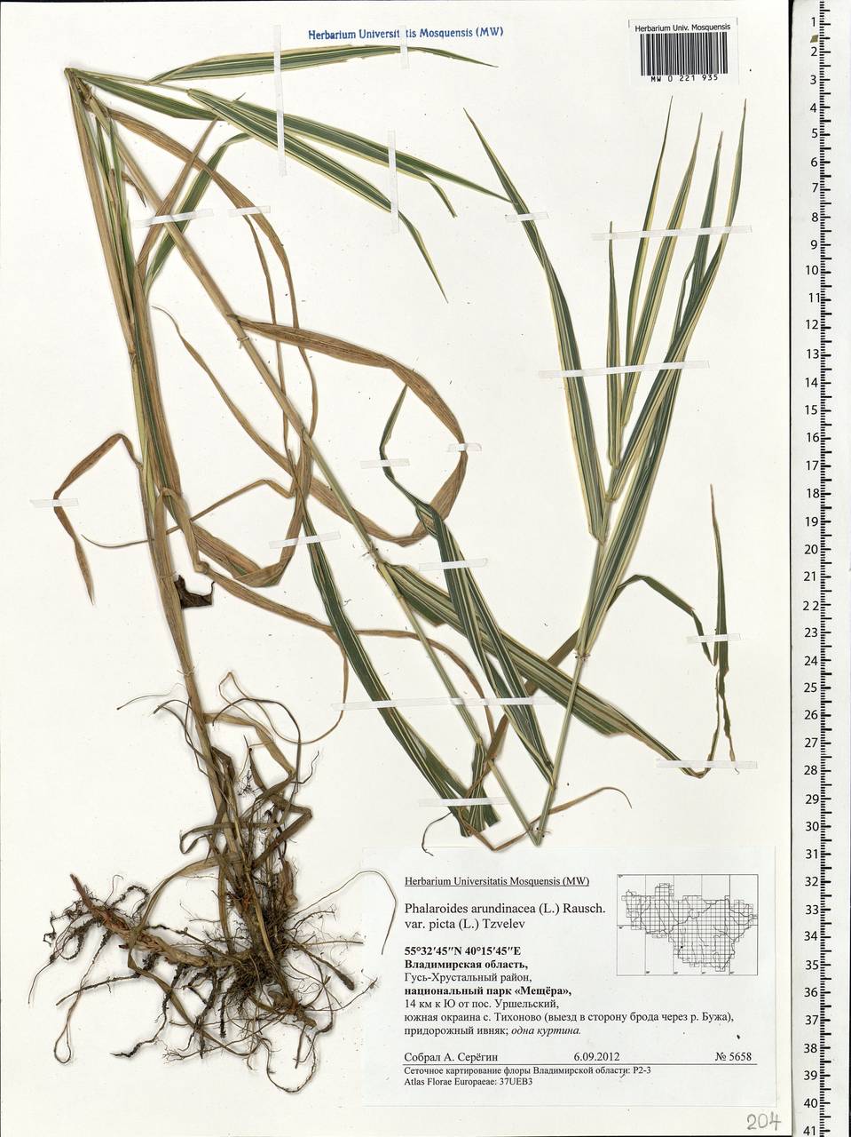 Phalaris arundinacea L., Eastern Europe, Central region (E4) (Russia)