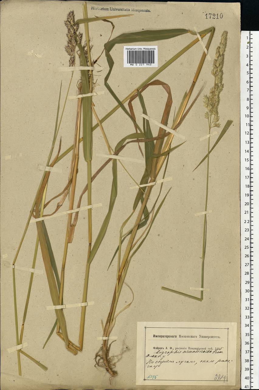 Phalaris arundinacea L., Eastern Europe, Central region (E4) (Russia)