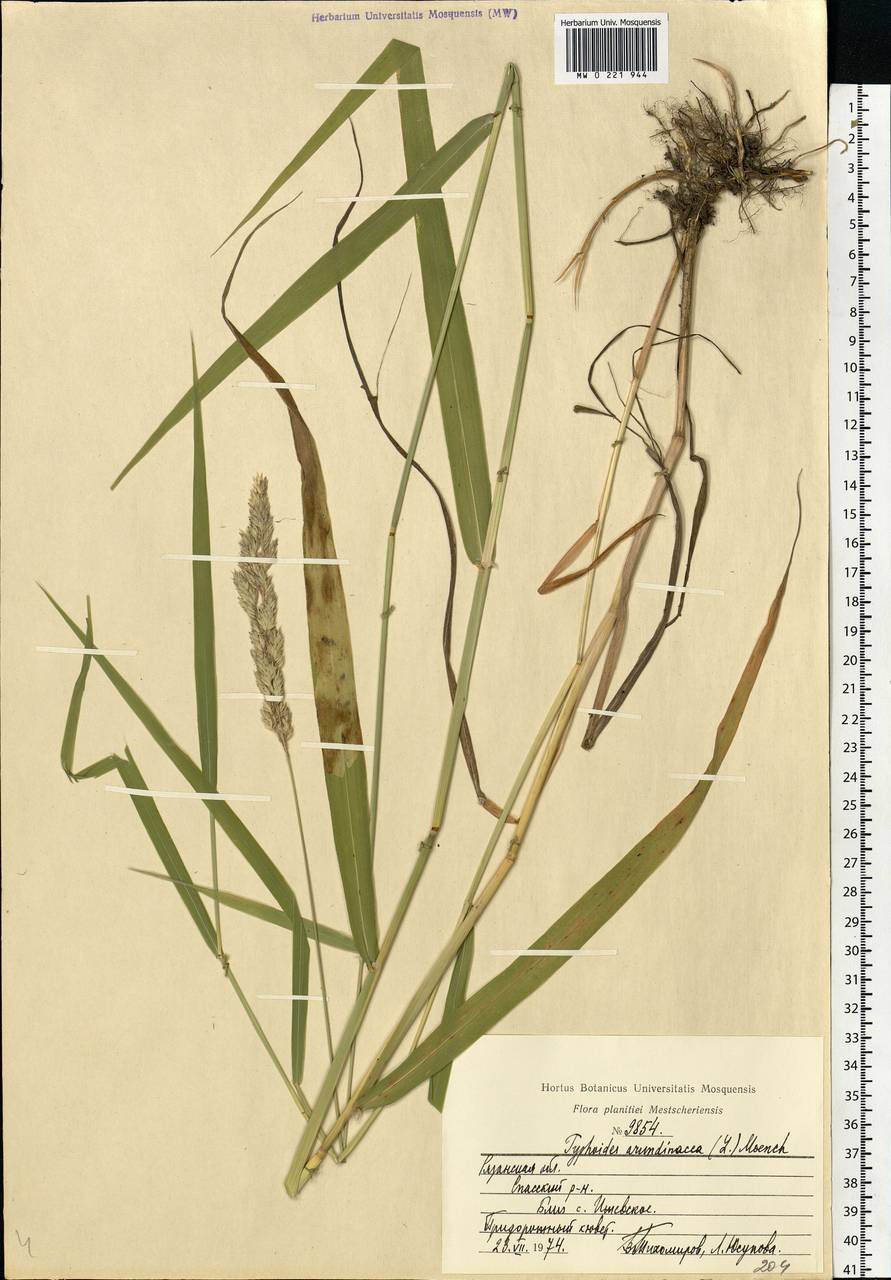 Phalaris arundinacea L., Eastern Europe, Central region (E4) (Russia)