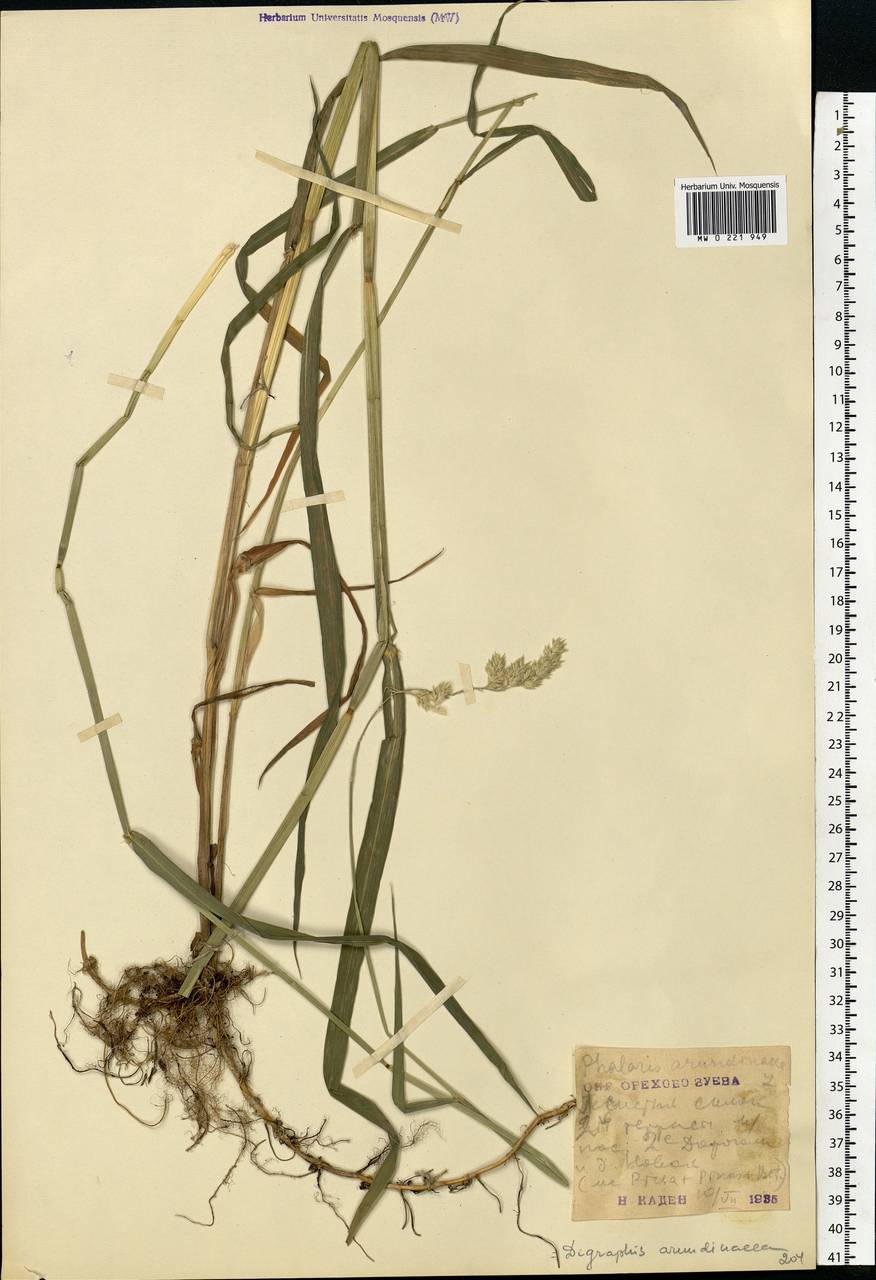 Phalaris arundinacea L., Eastern Europe, Moscow region (E4a) (Russia)