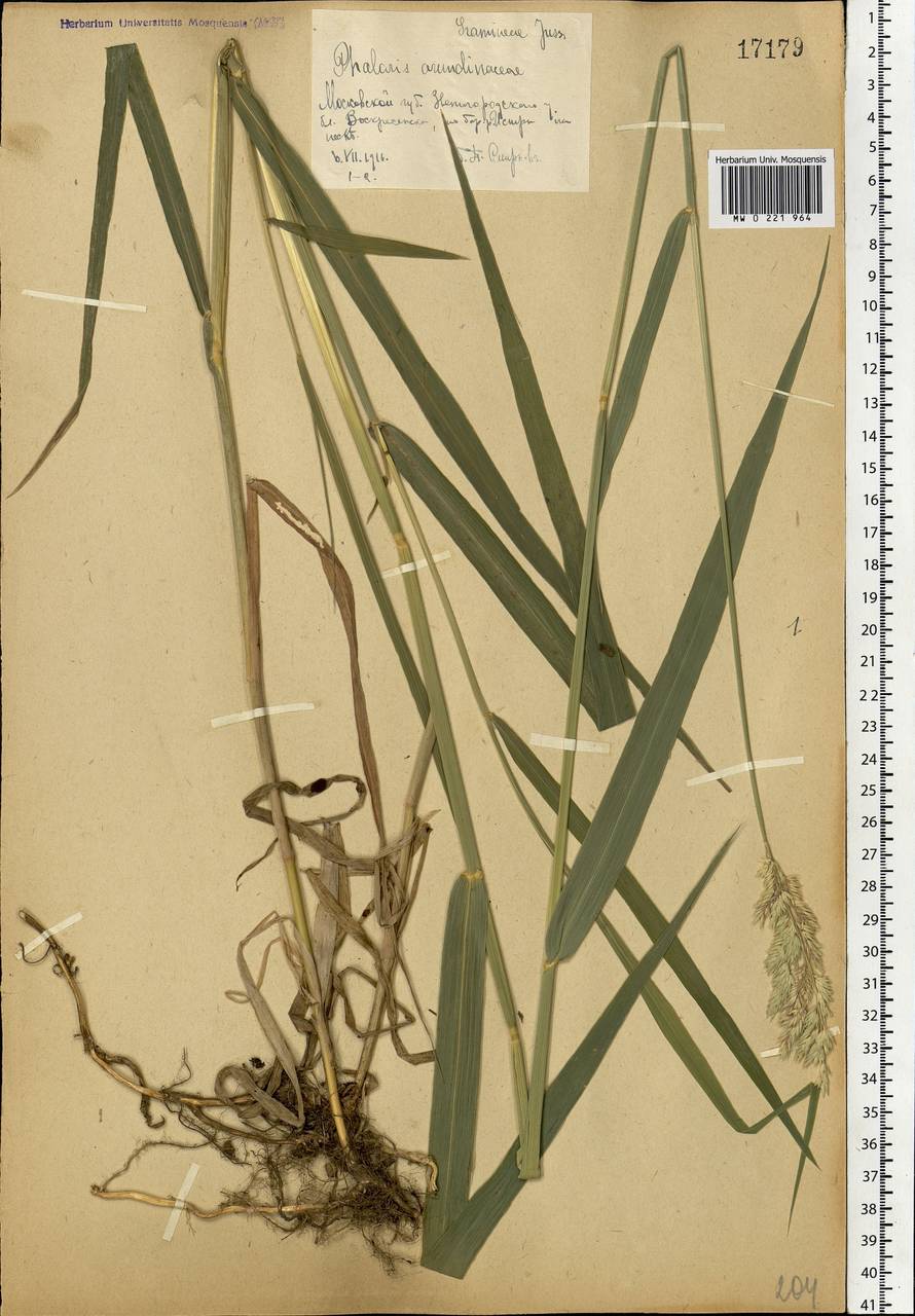 Phalaris arundinacea L., Eastern Europe, Moscow region (E4a) (Russia)