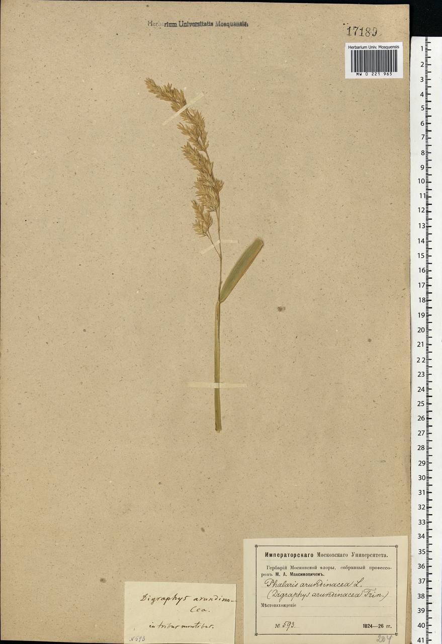 Phalaris arundinacea L., Eastern Europe, Moscow region (E4a) (Russia)