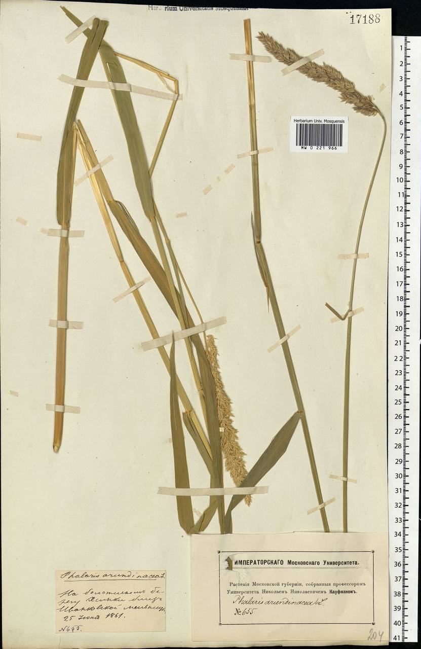 Phalaris arundinacea L., Eastern Europe, Moscow region (E4a) (Russia)