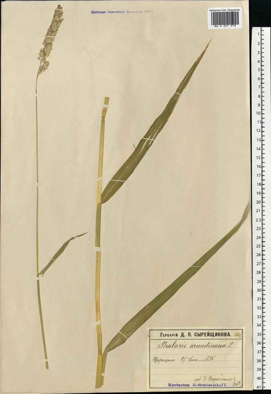 Phalaris arundinacea L., Eastern Europe, Moscow region (E4a) (Russia)