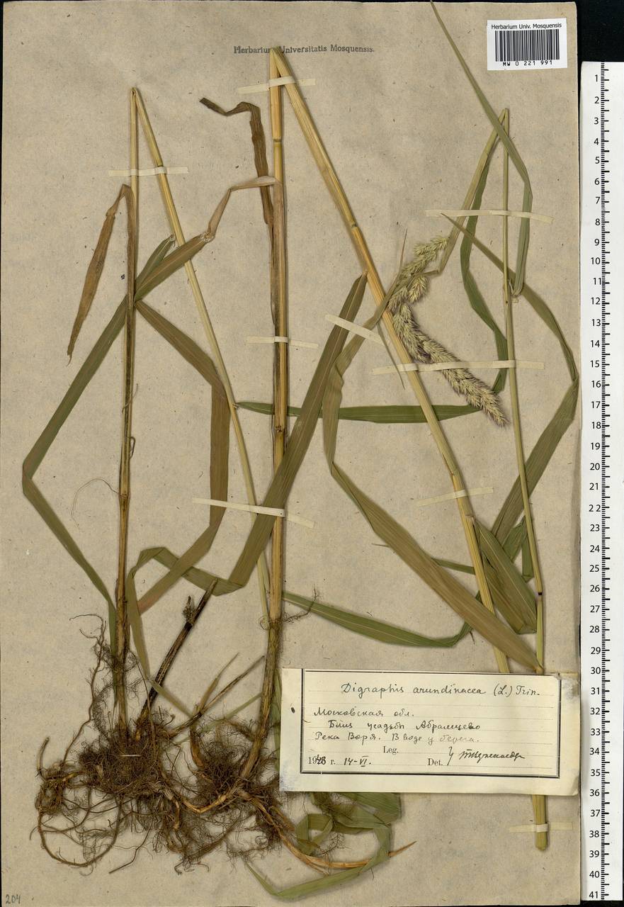 Phalaris arundinacea L., Eastern Europe, Moscow region (E4a) (Russia)